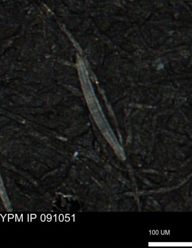 undet. Porifera