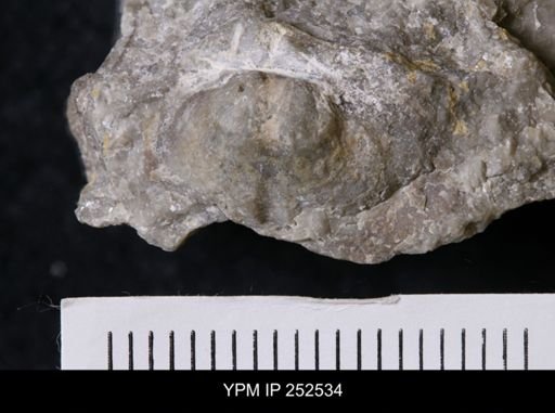 undet. Brachiopoda