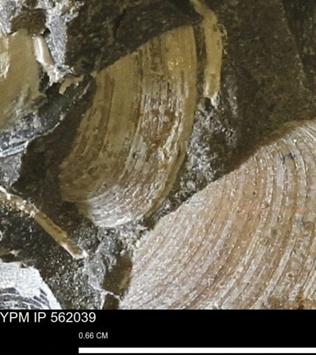 Limopsis sp.
