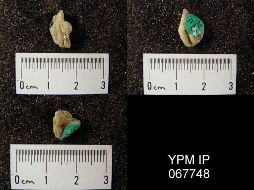Delthyris perlamellosa