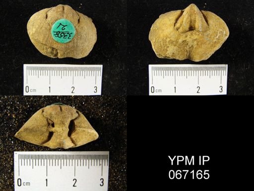 Schizophoria impressa