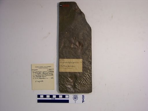 Harpedactylus gracilior