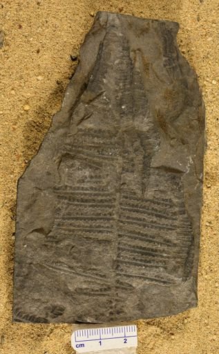 Pecopteris sp.