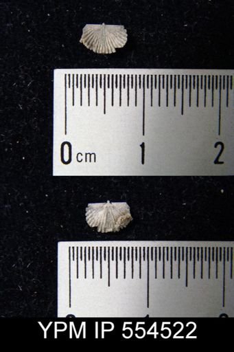 Devonochonetes scitulus