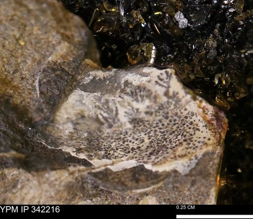 undet. Scaphitidae