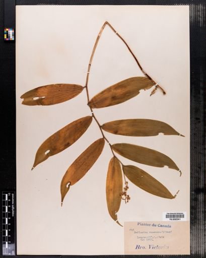 Maianthemum