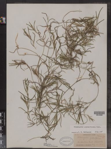 Potamogeton zosteriformis