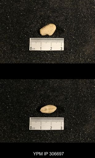 Phestia bellistriata