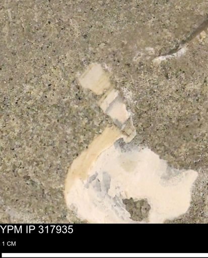 undet. Mollusca