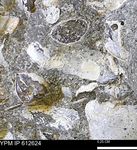 undet. Bivalvia