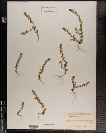 Plantae