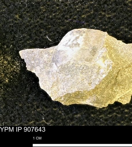 undet. Mollusca