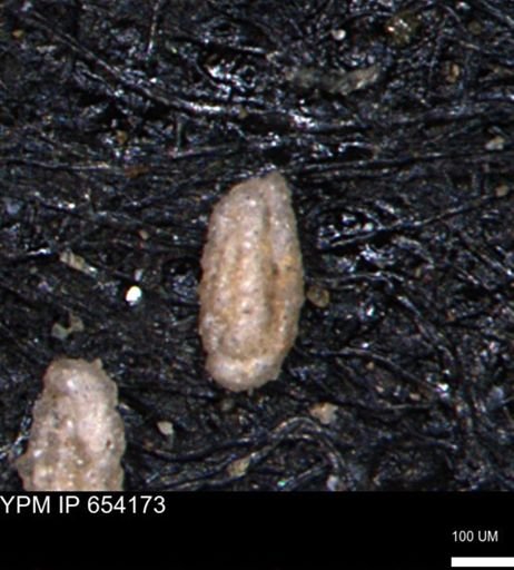 Miliammina manitobensis
