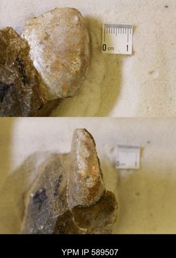 undet. Scaphitidae