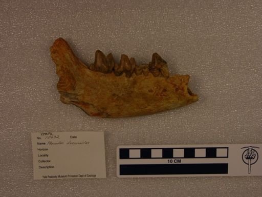 Pterodon dasyuroides