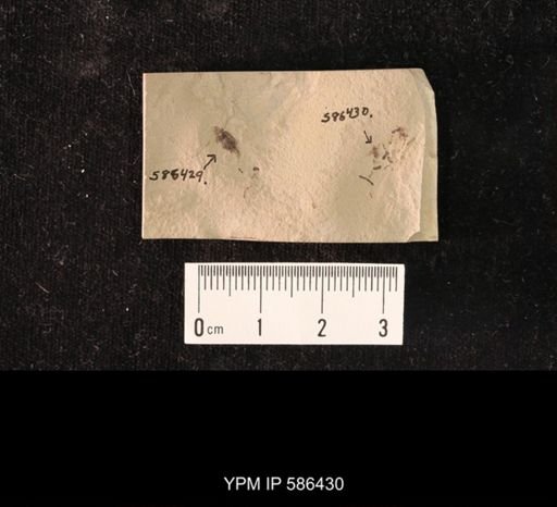 undet. Coleoptera