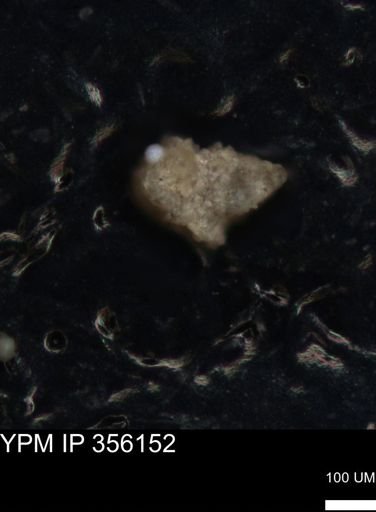 undet. Foraminiferida