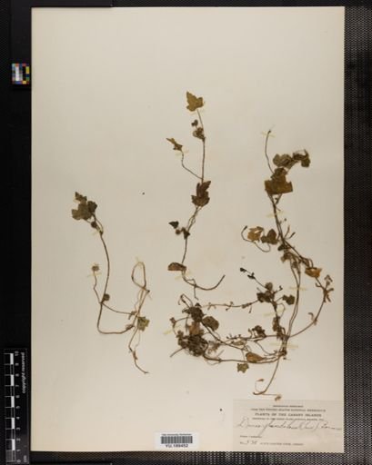 Plantae