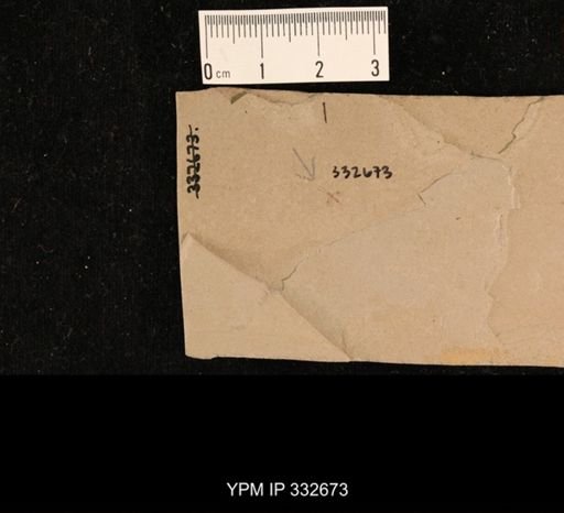 undet. Braconidae