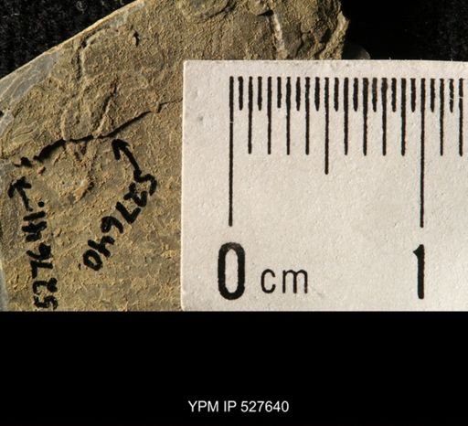 Ophiuroidea