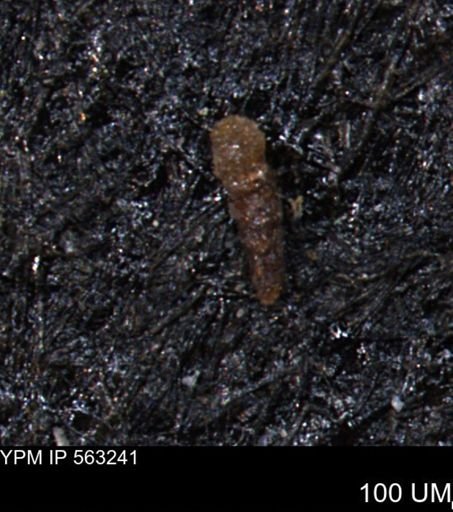 Verneuilinoides hectori