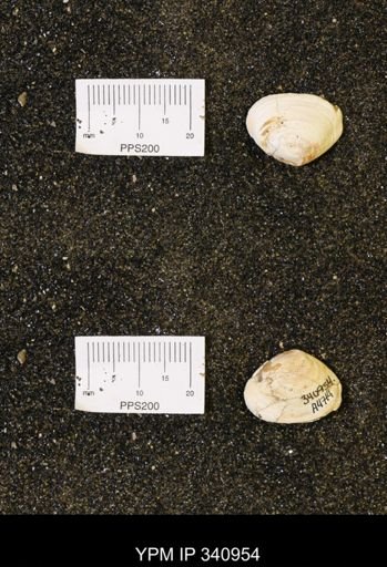 Corbicula sp.