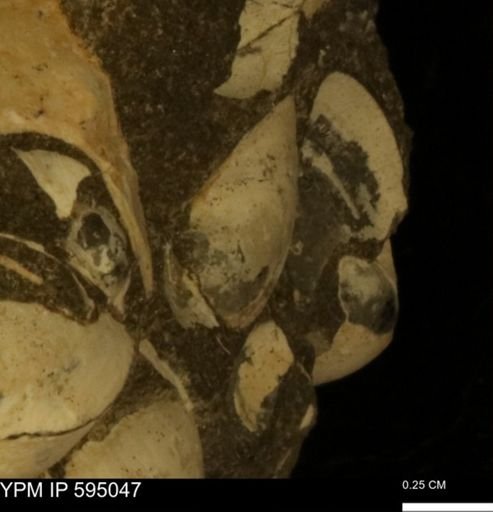 Protocardia sp.