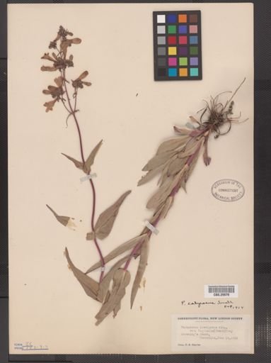 Penstemon calycosus