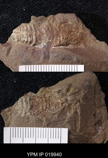 Anthracaris gracilis
