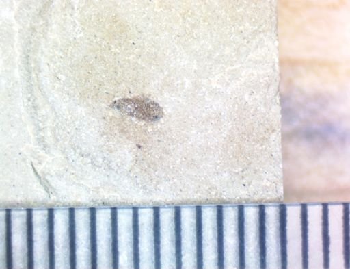 undet. Coleoptera