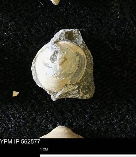 Limopsis striatopunctatus