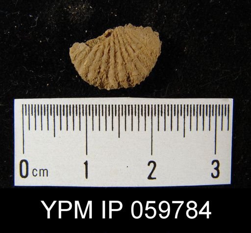 Leptocoelia flabellites