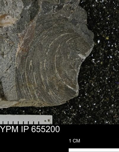 undet. Bivalvia