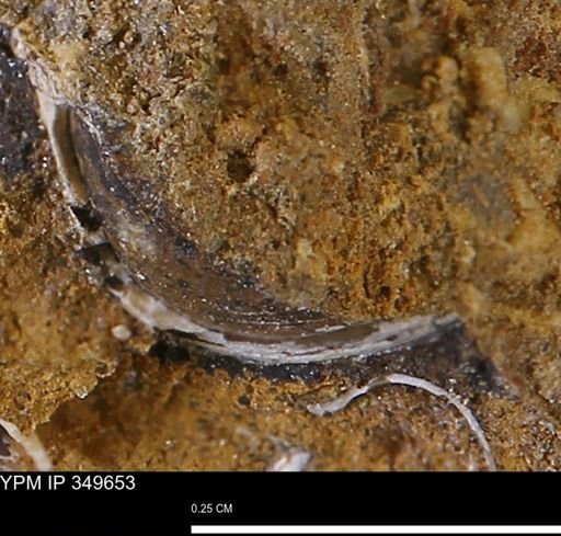 undet. Mollusca
