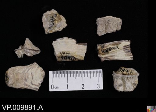 undet. Actinopterygii