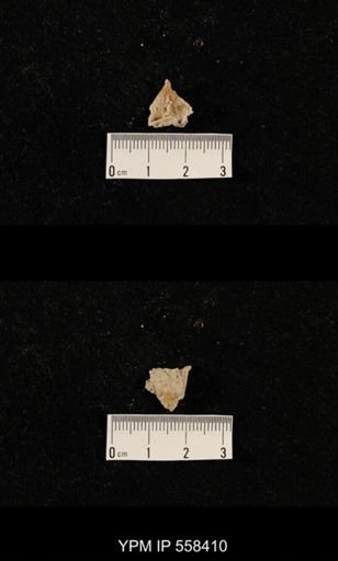 undet. Aulostegoidea