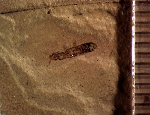 undet. Staphylinidae