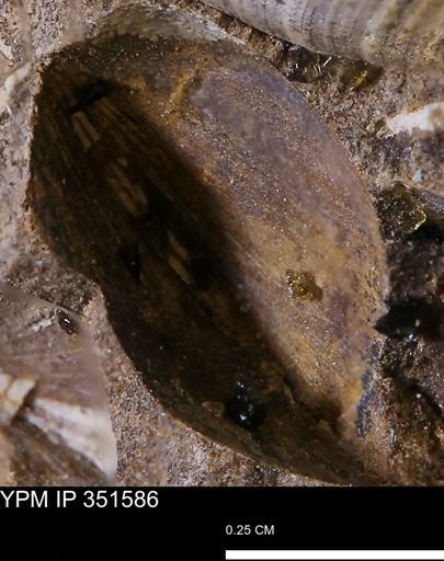 Limopsis striatopunctatus