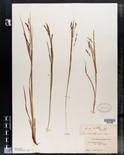 Carex debilis