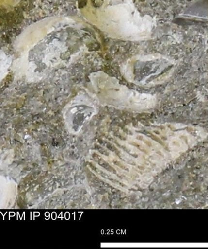 undet. Mollusca
