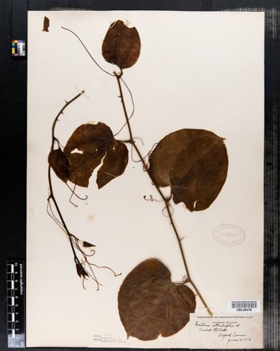 Smilax rotundifolia