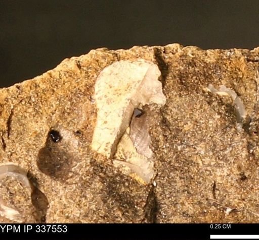 undet. Mollusca