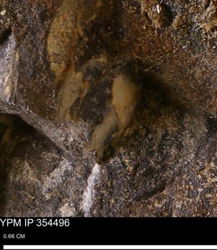 undet. Bivalvia