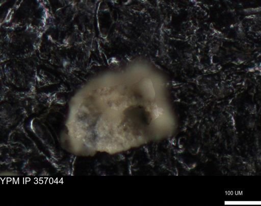 undet. Foraminiferida