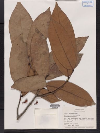 Anaxagorea