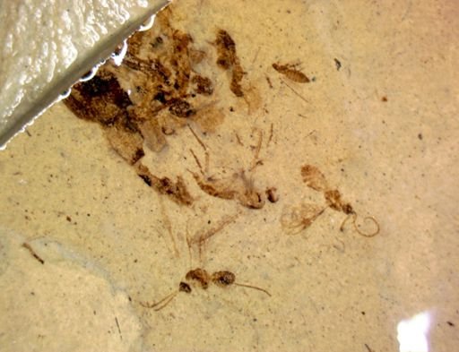undet. Hymenoptera