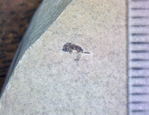 Diptera?