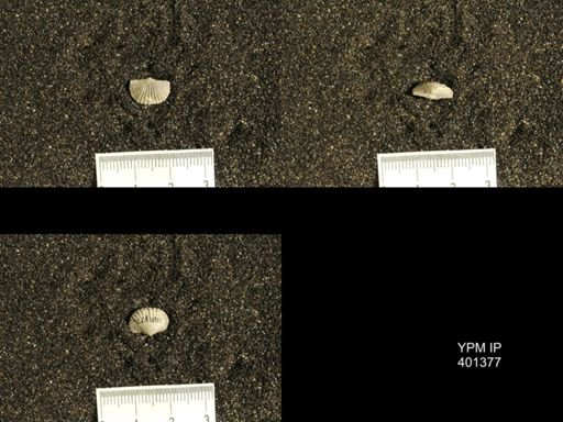Plectorthis plicatella