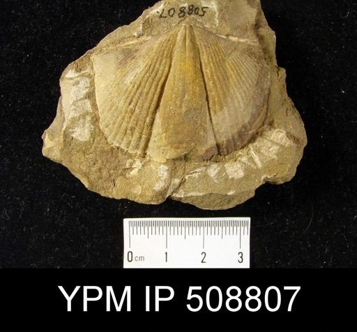 Cyrtospirifer disjunctus?