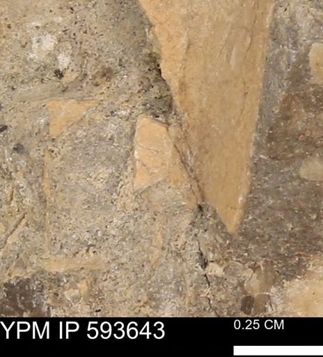 Baculites sp.